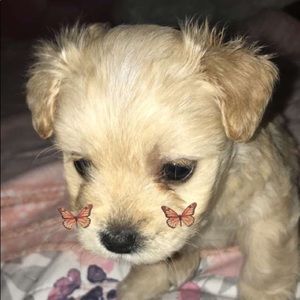 Meet your Posher, Evelyn